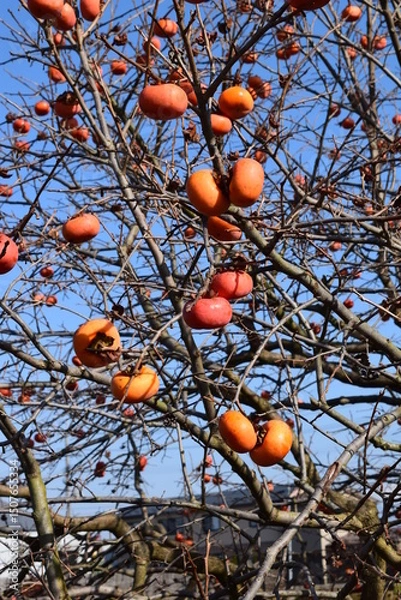 Obraz 熟した庄内柿