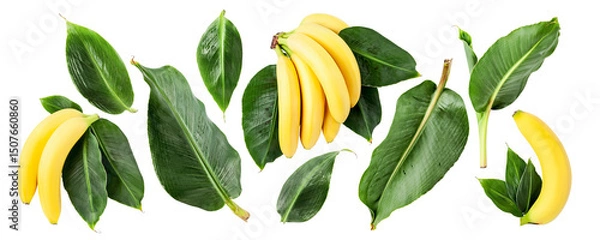 Obraz Banana fruit bunch with green leaves photography collection isolated.  PNG with transparent background. Flat lay. Without shadow.
