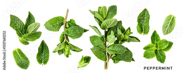 Obraz Mint fresh leaves collection photography isolated. PNG with transparent background. Flat lay. Without shadow.