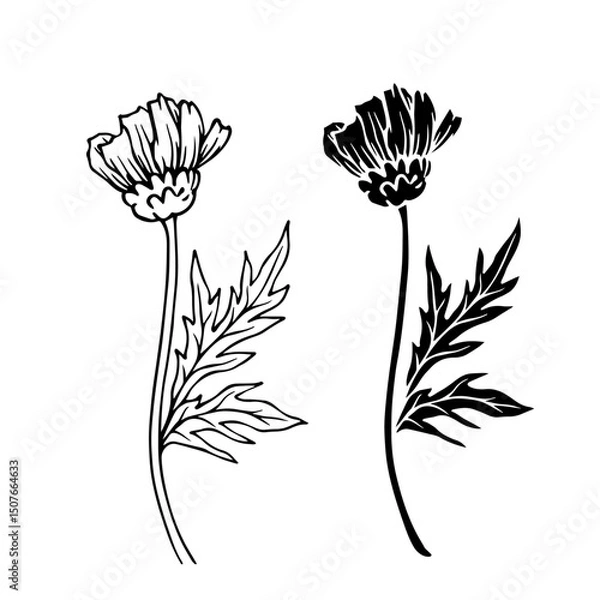 Fototapeta Line sketch, silhouette, stamp of wild flowers chamomile. Vector graphics.