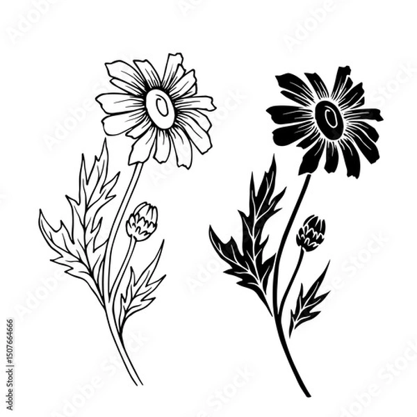 Fototapeta Line sketch, silhouette, stamp of wild flowers chamomile. Vector graphics.