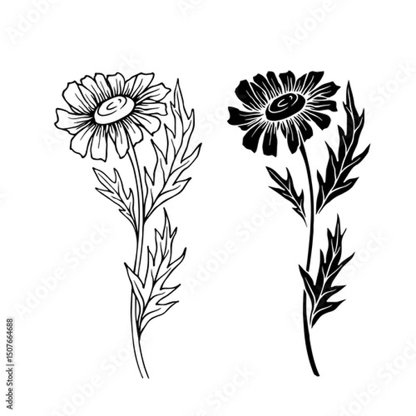 Fototapeta Line sketch, silhouette, stamp of wild flowers chamomile. Vector graphics.