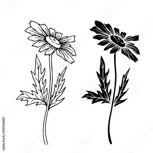 Fototapeta Line sketch, silhouette, stamp of wild flowers chamomile. Vector graphics.