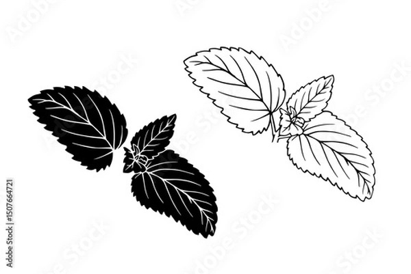 Fototapeta Linear sketch, strain, silhouette of spicy mint leaves. Vector graphics.