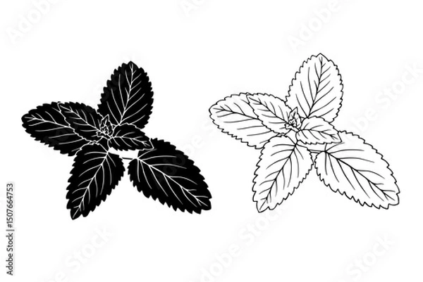 Fototapeta Linear sketch, strain, silhouette of spicy mint leaves. Vector graphics.