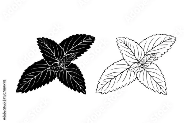Fototapeta Linear sketch, strain, silhouette of spicy mint leaves. Vector graphics.