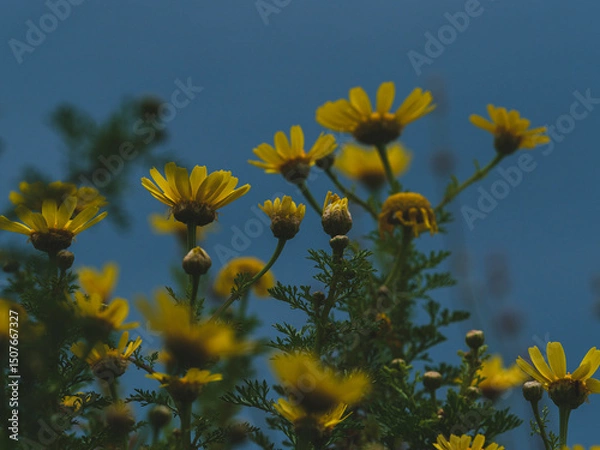 Obraz beautiful flowers in the nature