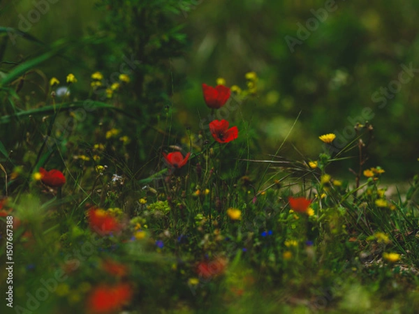 Obraz beautiful flowers in the nature