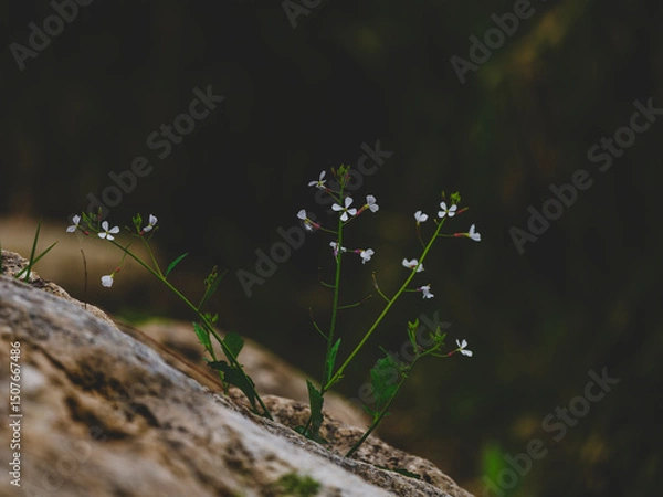 Obraz beautiful flowers in the nature