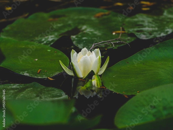 Obraz beautiful lotus flower in the forest