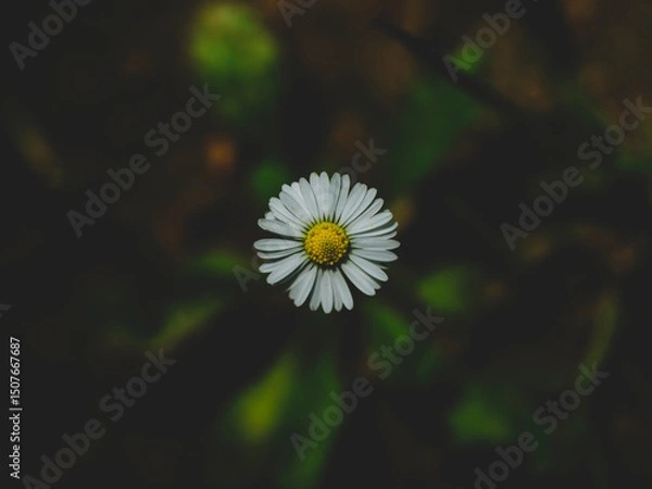 Obraz beautiful flowers in the nature