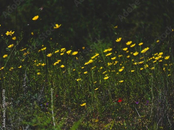 Obraz beautiful flowers in the nature