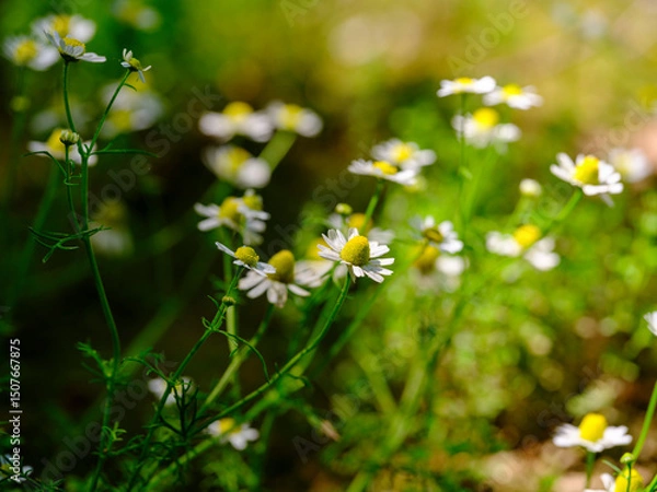 Obraz beautiful flowers in the nature
