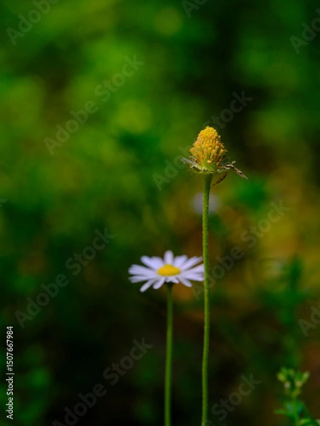 Obraz beautiful flowers in the nature