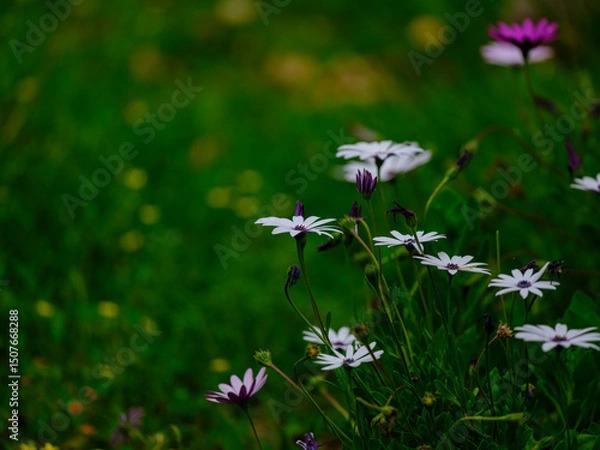 Obraz beautiful flowers in the nature