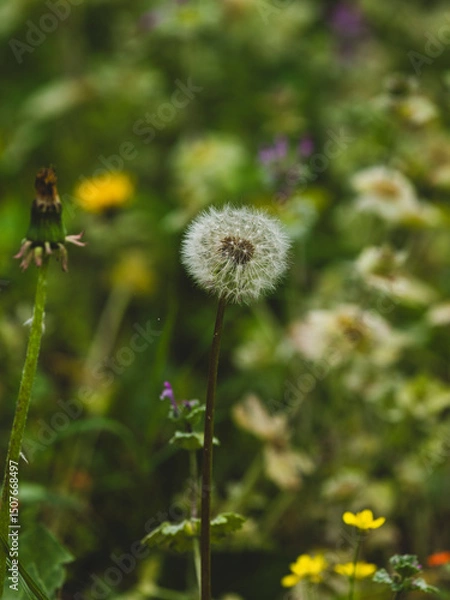Obraz beautiful flowers in the nature