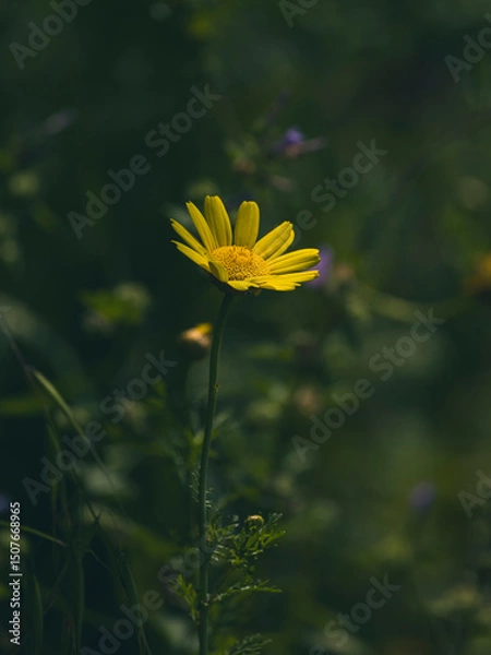 Obraz beautiful flowers in the nature