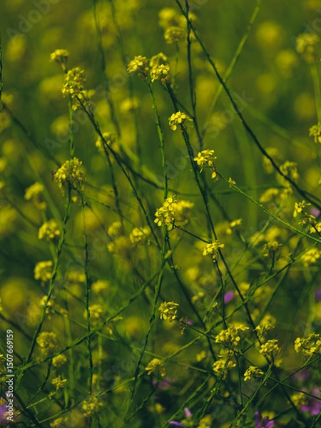 Obraz beautiful flowers in the nature