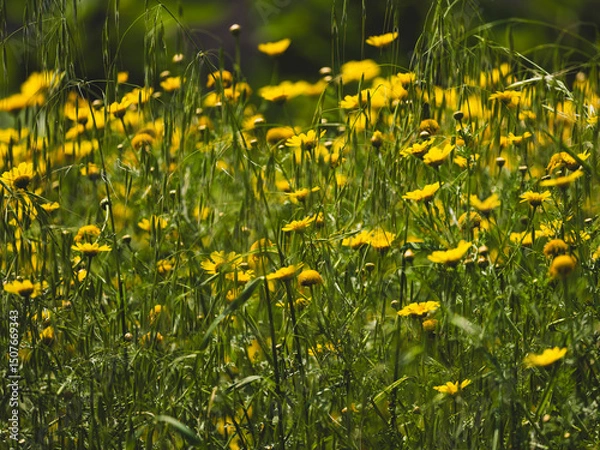 Obraz beautiful flowers in the nature