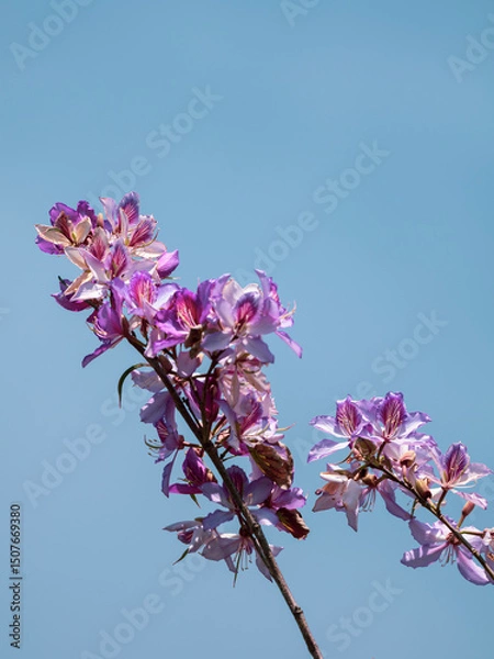 Obraz beautiful flowers in the nature