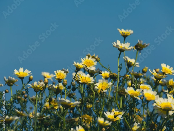 Obraz beautiful flowers in the nature