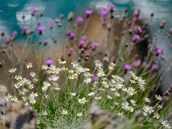 Obraz beautiful flowers in the nature