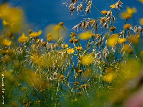 Obraz beautiful flowers in the nature