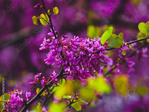 Obraz beautiful flowers in the nature