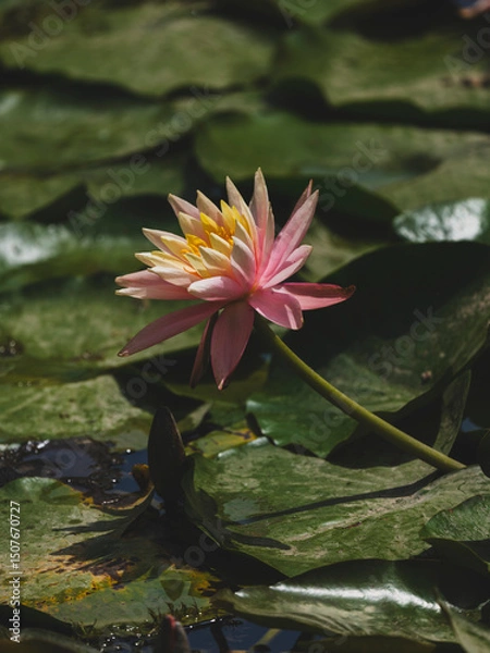 Obraz beautiful lotus flower in the forest