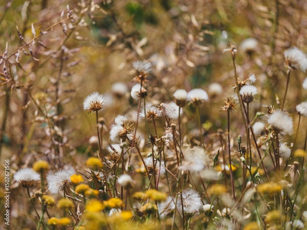Obraz beautiful flowers in the nature