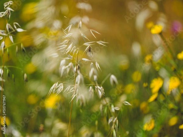 Obraz beautiful flowers in the nature