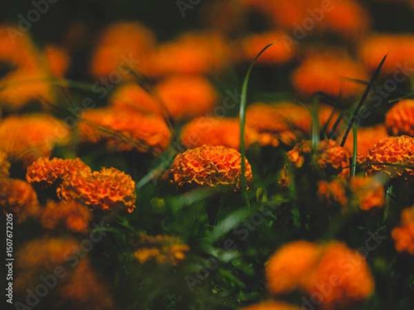 Obraz beautiful flowers in the nature