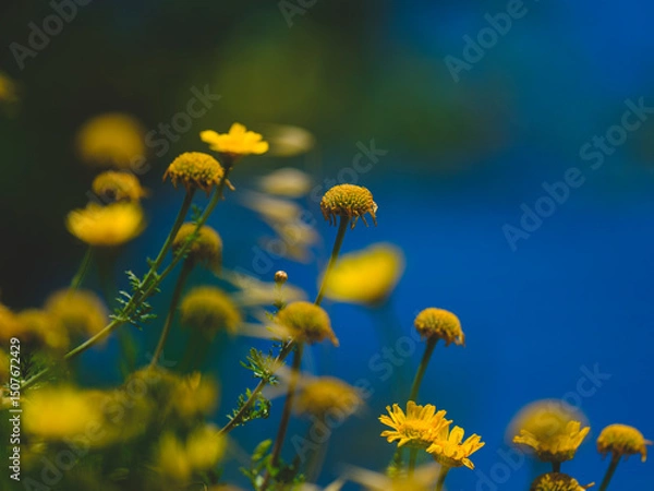 Obraz beautiful flowers in the nature