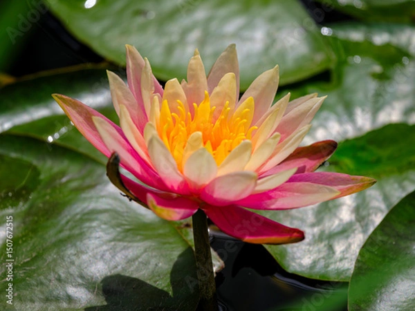 Obraz beautiful lotus flower in the forest