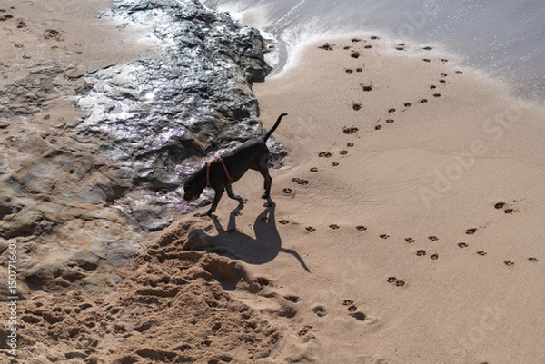 Obraz Dog walking alone along sandy beach, leaving paw prints in the sand. The dog strolls calmly across the shore, with no people around, enjoying the peaceful beach