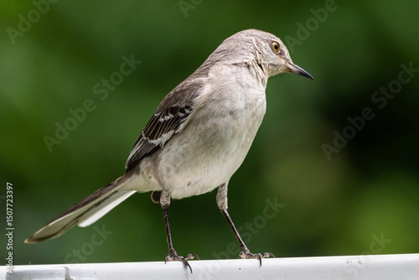 Fototapeta Northern mockingbird perched on a sign, its head cocked to the side.