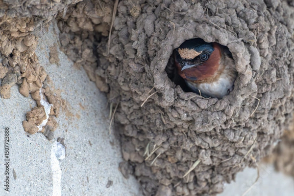 Fototapeta Tree swallow peeks out from its nest.