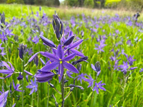 Obraz Purple Camas Field 01