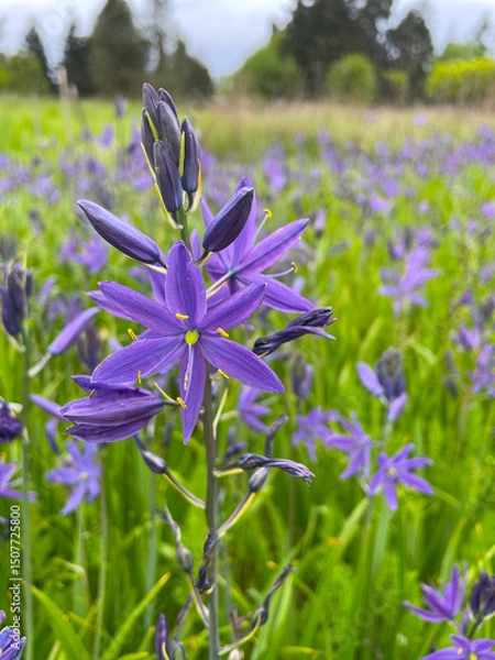 Obraz Purple Camas Field 02