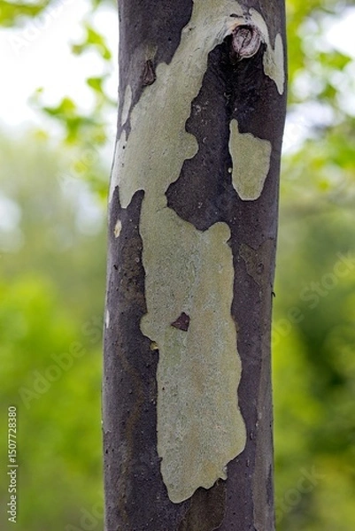 Fototapeta Close-Up of Unique Tree Bark Patterns