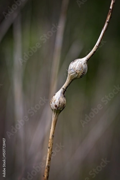 Fototapeta Dried Seed Pods on a Stem