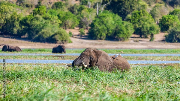Obraz Elephant in the river