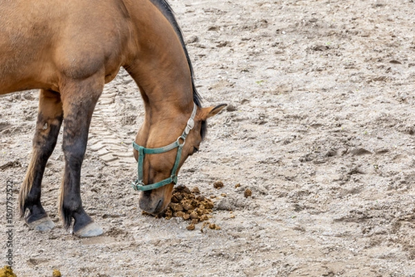 Fototapeta A horse at Riverdale Farm in Toronto curiously smells its own dung, showcasing natural behavior in a farm setting.