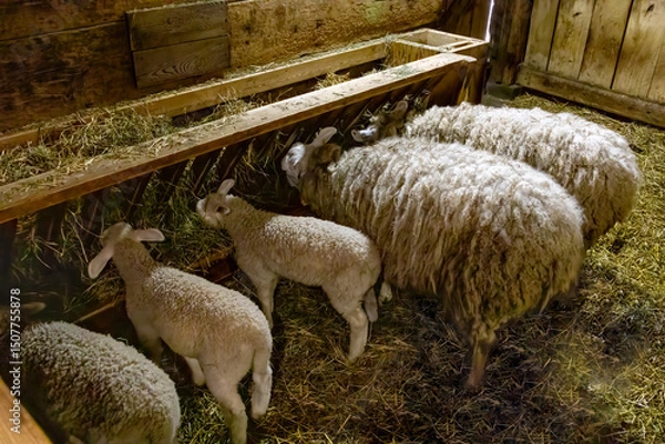 Fototapeta Charming sheep at Riverdale Farm in Toronto. A glimpse into farm life amidst a vibrant urban setting.
