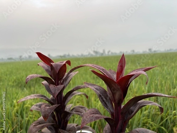 Obraz Close up detail of a Cordyline fruticosa plant, Ti Hawa Plant with its dark maroon leaves, adorned with sparkling raindrops or morning dew. The plant stands in contrast to the vast, faint green rice