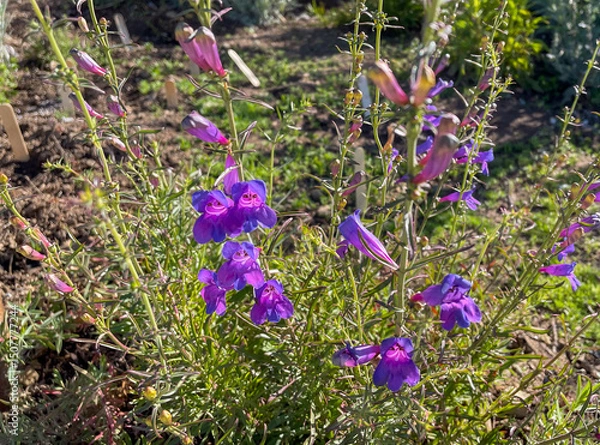 Obraz Showy Penstemons in a California Mountain Environment