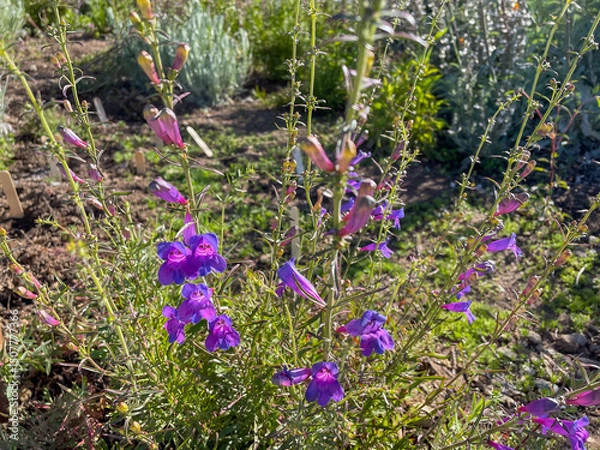 Obraz Showy Penstemons in a California Mountain Environment