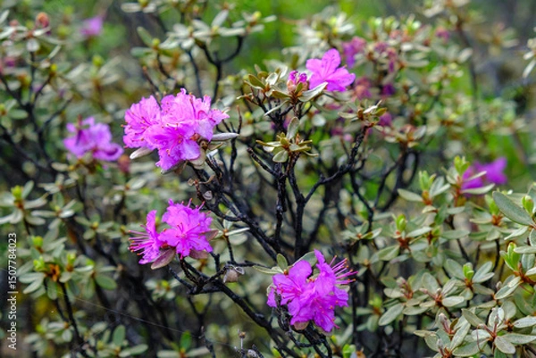 Fototapeta Flowering bushes of rhododendron or ledum. Natural floral background, shallow depth of field