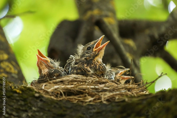 Obraz Three hungry thrush Baby birds in a nest on tree branch close up macro in spring nature
