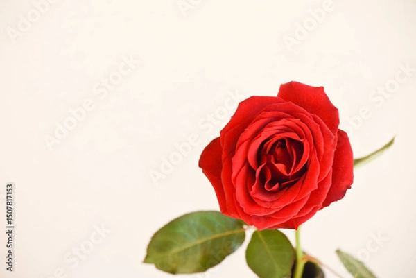 Fototapeta 赤い薔薇